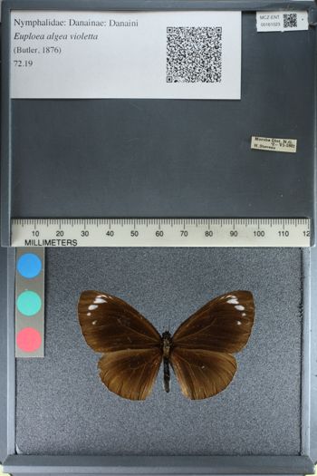 Media type: image;   Entomology 161023
